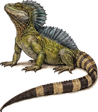 Hydrosaurus microlophus illustration art