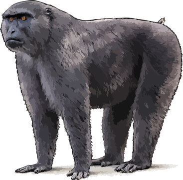 Macaca maura illustration art