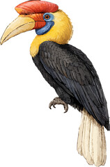 Obraz premium Rhyticeros cassidix illustration art