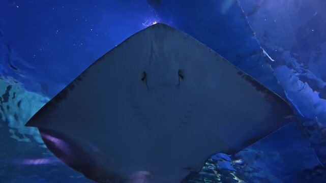 A large stingray glides directly over the camera, revealing its underside and mouth while swimming through clear blue water in an aquarium exhibit.