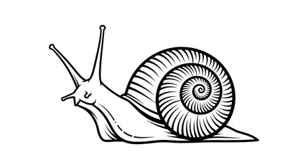 Detailed Line Art Depiction of a Snail with Spiraled Shell. © izas