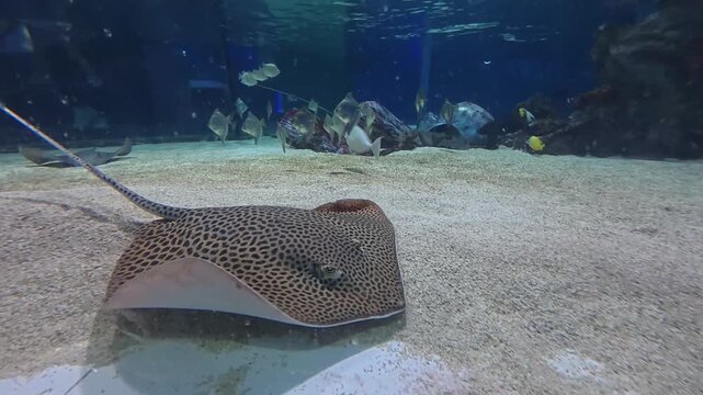 A leopard whipray rests on the sandy floor of an aquarium tank, surrounded by various tropical fish swimming in the background.