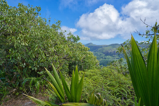 Morn blanc nature trail, inside the national park, Mahe, Seychelles