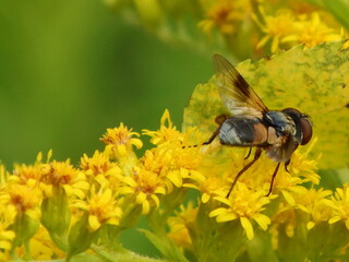 Schwebfliege seitlich von hinten auf Goldruten-Blüte © DieFro