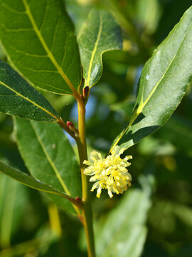 A laurel branch, Laurus nobilis, with green leaves and flowers in spring.