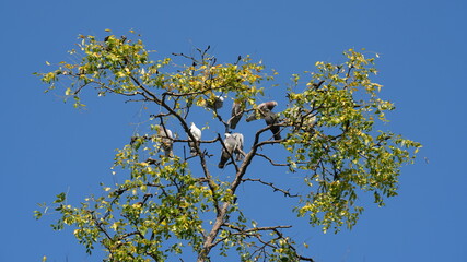 Fototapeta premium Several pigeons stopping on the green tree for a rest with the blue sky as background