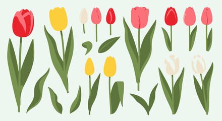 Obraz premium Set of Colorful Vector Tulip Flowers and Green Leaves Isolated on Background for Spring Design