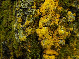 Golden Yellow Lichen and Green Moss on Tree Bark – Macro Nature Texture