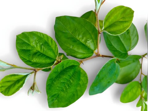 Fresh Sidr leaves or Bidara leaves with stem isolated on white background