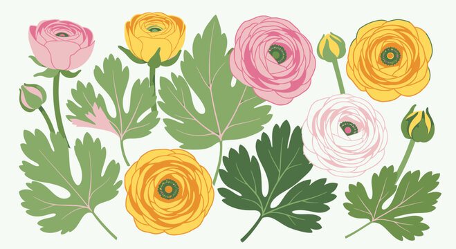 Botanical vector illustration of colorful ranunculus flowers and green leaves isolated on white background.