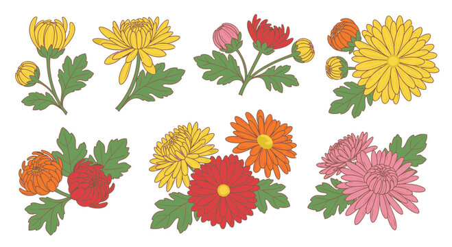 Set of hand drawn chrysanthemum flowers and buds with green leaves, isolated botanical vector illustration of autumn floral elements.