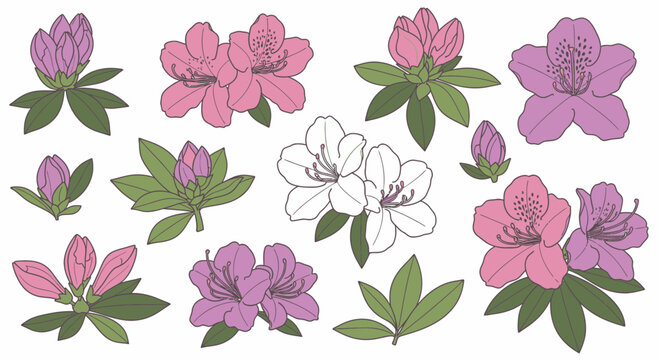 Hand-drawn vector illustration set of azalea flowers, rhododendron blooms, and buds with green leaves isolated on white background for spring floral design.