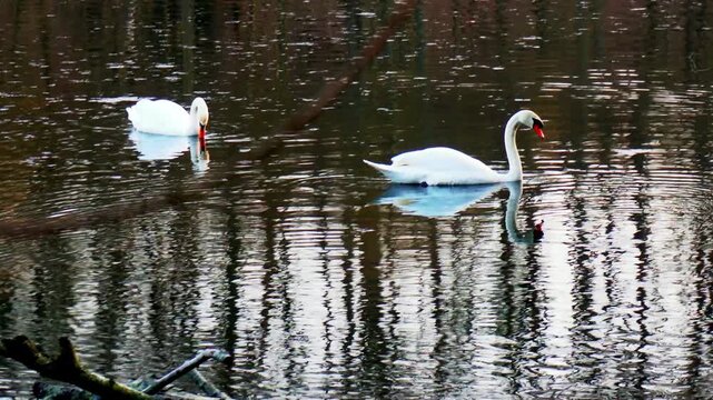 Deux cygnes dans un lac (&Eacute;tangs de La Mini&egrave;re)