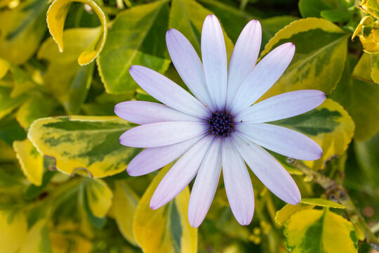 Dimorphotheca ecklonis flower - Cape Marguerite - African daisy - Van Staden's River daisy - Sundays River daisy - white daisy bush - blue-and-white daisy bush - star of the veldt