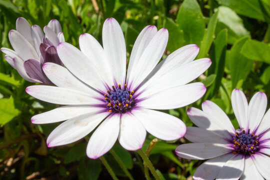 Dimorphotheca ecklonis flower - Cape Marguerite - African daisy - Van Staden's River daisy - Sundays River daisy - white daisy bush - blue-and-white daisy bush - star of the veldt
