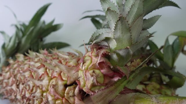 Exotic Pineapple with Multiple Crowns on a White Background