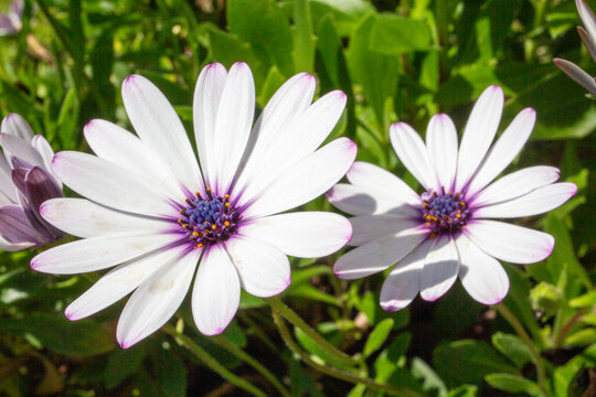 Dimorphotheca ecklonis flower - Cape Marguerite - African daisy - Van Staden's River daisy - Sundays River daisy - white daisy bush - blue-and-white daisy bush - star of the veldt
