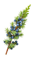A sprig of juniper with blue berries isolated on transparent background