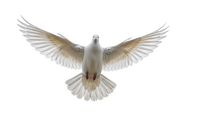 Obraz premium A white dove with its wings spread wide, flying gracefully against a pure white background.