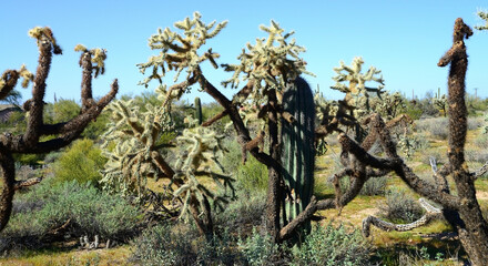 Fototapeta premium Central and Bleak Sonora Desert Arizona