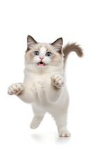 Obraz premium Adorable Ragdoll Cat Standing on Hind Legs.