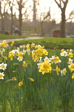 Backlit daffodils at sunset in Square Alexandre et Rene Parodi near Porte Maillot, Paris, France, February 26, 2026