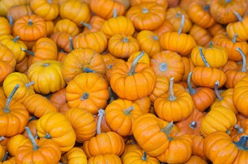 Obraz premium AutumnSeason01 (orange pumpkins)