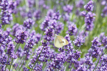 ラベンダーと蝶 © Haruhiko Hagiwara