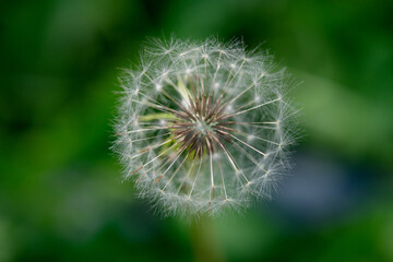 Obraz premium Macro of Dandelion Seed Head on Green Background