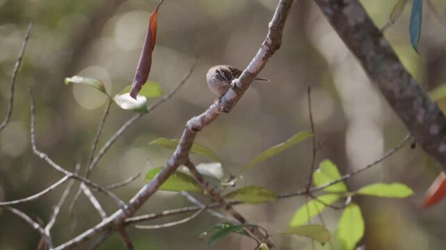 Chipping sparrow perched on a limb, wipes it's beak