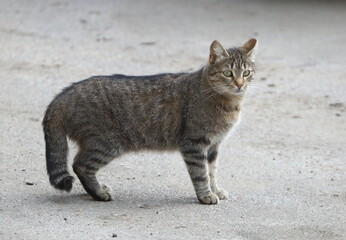 Fototapeta premium A gray striped green-eyed cat stands on the pavement