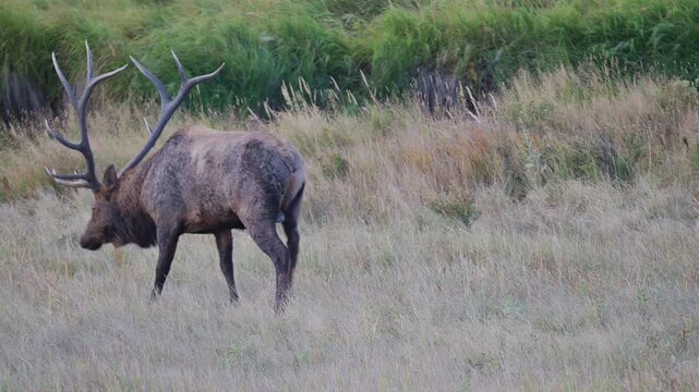 Bull elk during rut sniffs ground, then walks away