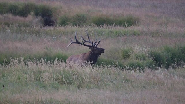 Bull elk bugles from a low creek, then rakes antlers on grass