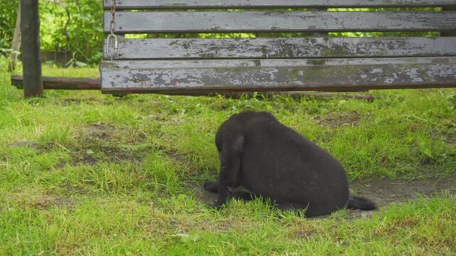 black puppy scratching skin from fleas or allergy, Black puppy scratching while sitting on the grass.