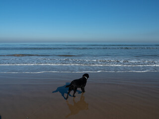 Black Labrador explores the wet sand and shallow surf at Saltburn-by-the-Sea, North Yorkshire, UK. Calm waves, clear blue sky create a peaceful coastal scene ideal for travel and nature use.