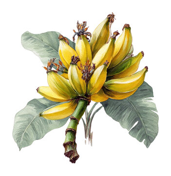 PNG Vibrant banana plant illustration.