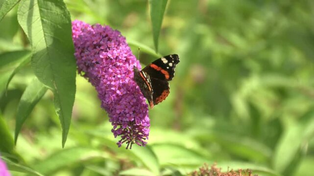 Red Admiral Butterfly Feeding on Purple Buddleia Flower in Summer Garden