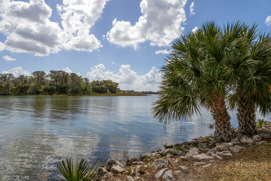Tranquil lake scene in Mount Dora, Florida, featuring palm trees and blue sky with scattered clouds.