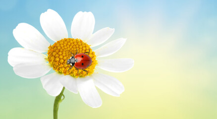 Small ladybug on chamomile flower against sky. Spring season © New Africa
