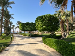 Obraz premium On one side there is an alley of beautifully decorated bushes, on the other tall palm trees against the backdrop of a blue sky