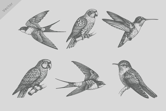 Retro engraving style Sapphire bird, parrot bird, swallow bird set illustration. Birds hand drawn illuatrations in vintage style with spring blossom flowers.