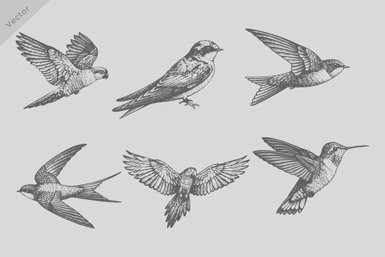 Retro engraving style Sapphire bird, parrot bird, swallow bird set illustration. Birds hand drawn illuatrations in vintage style with spring blossom flowers.
