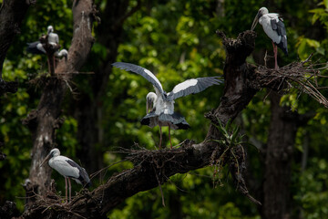 Mating Pair of Asian Openbill Stork in Chitwan, Nepal | Wildlife Bird Behavior