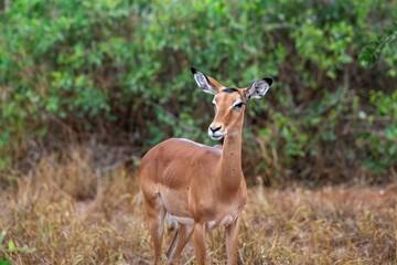 Impala in close up in the bush area of the Tsavo East national park in Kenya