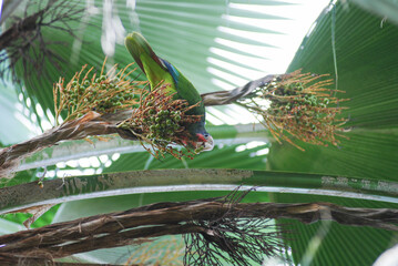 Grand Cayman Cuban Amazon (Amazona leucocephala caymanensis) parrot feeding on fan palm fruit, Grand Cayman Island, Cayman Islands. Near Threatened endemic Caribbean parrot. © David Jeffrey Ringer