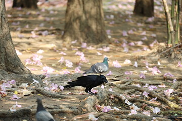 Fototapeta premium Corvus macrorhynchos pecks at food under large trees and on the ground where pink trumpet flowers have fallen. Large-billed Crow, Jungle Crow, Corvus corone: Completely black body, thick beak. Nature'