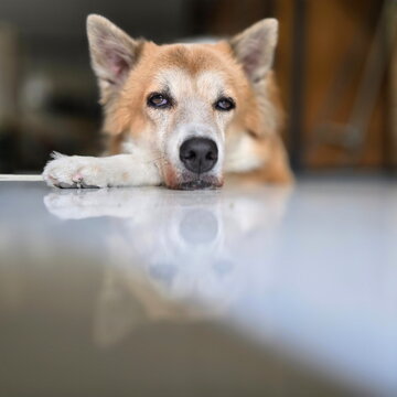 The Thai Bangkaew dog squinted because it was sleepy, with its reflection on the tiled floor. The TBK has erect ears, thick fur, pointed muzzle. Thai breed has a double coat of long fur and bushy tail