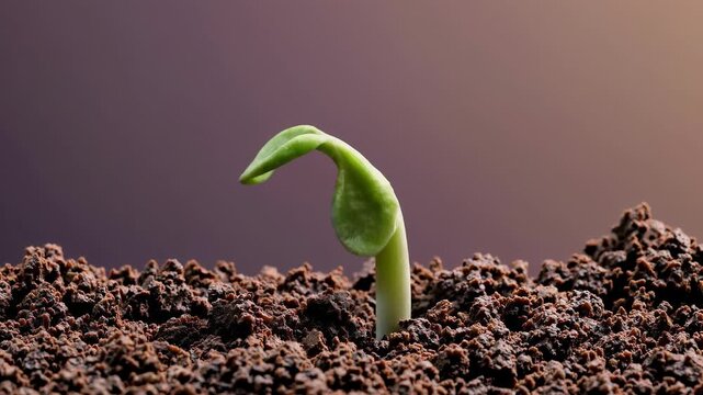 опиши каждую картинку по раздельности на английском языке для загрузки на adobe stock максимум 190 символов и проключуй каждую картинку по раздельности 40 ключевых слов на английском языкем