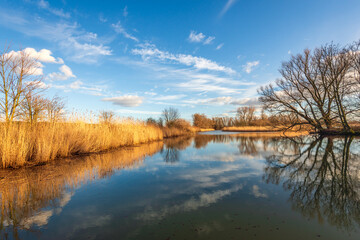 Fototapeta premium Bare trees and clouds reflected in the mirror-smooth water surface of a lake with yellowed reeds on the shore. The photo was taken at the end of the Dutch winter season.