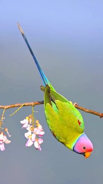 Colorful parrot perched on branch with pink flowers against soft sky background